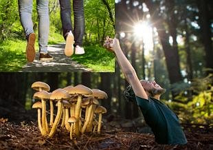 Three Events to Connect with Nature!