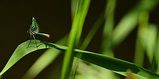 Birds, Butterfly, and Dragonfly Walk