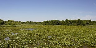 John Heinz National Wildlife Refuge