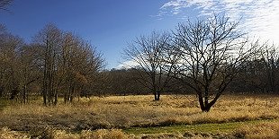 Morris Arboretum