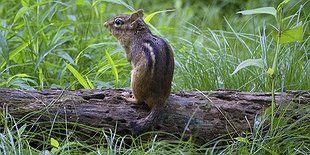 Northwest Forests and Meadows