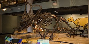 The Academy of Natural Sciences