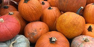 Harvest Fest: Bartram's Garden