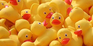 Annual Duck Race!